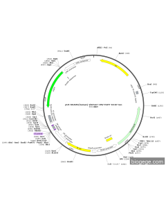pU6-DRAM2(human)-shRNA2-CMV-EGFP-SV40-Neo