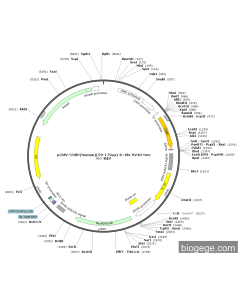 pCMV-CNBP(human)(29-179aa)-6×His-SV40-Neo