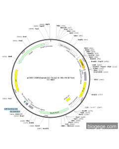 pCMV-CNBP(human)(1-91aa)-6×His-SV40-Neo