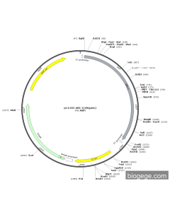 pL4440-atfs-1(elegans)