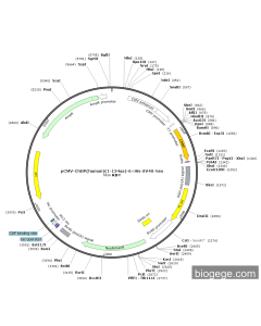 pCMV-CNBP(human)(1-134aa)-6×His-SV40-Neo