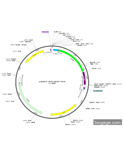 pGEM3Zf-5UTR-mEGFP-3UTR