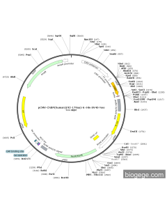 pCMV-CNBP(human)(92-179aa)-6×His-SV40-Neo
