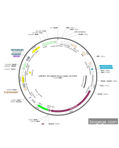pXR001-U6-sgRNA-EF1a-CasRx-2A-EGFP