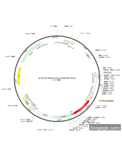 pLV3-U6-shRNA-EF1a-turboRFP-Puro