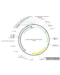 pTargetF-poxB(E.coli)-J23119-sgRNA2