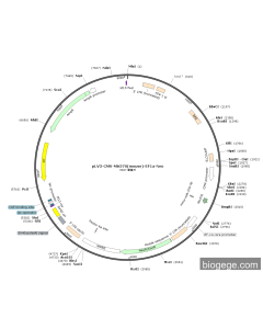 pLV3-CMV-Mir370(mouse)-EF1a-Neo