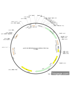 pLV2-U6-Mir301b(mouse)-shRNA1-PGK-Neo