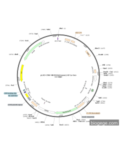 pLV3-CMV-Mir301b(mouse)-EF1a-Neo