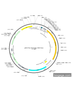pMCS-Fluc-SV40-Rluc-IRES-Puro