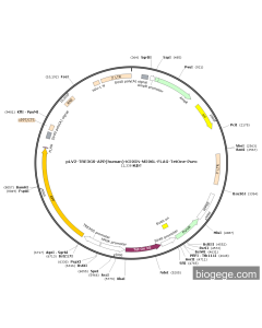 pLV2-TRE3GS-APP(human)-K595N-M596L-FLAG-TetOne-Puro