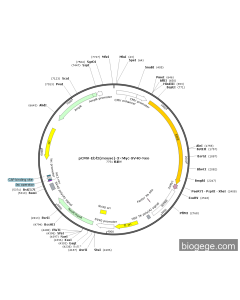 pCMV-Ebf2(mouse)-3×Myc-SV40-Neo