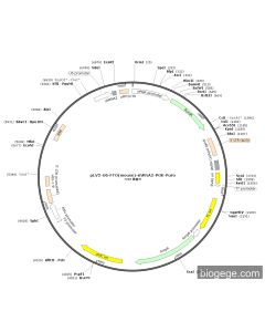 pLV2-U6-FTO(mouse)-shRNA2-PGK-Puro