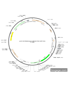 pLV2-U6-Rheb(mouse)-shRNA3-PGK-EGFP-Puro