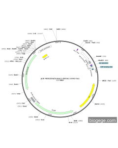 pU6-MIR320A(human)-shRNA1-SV40-Neo
