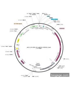 pKI1.1R-AtU6-AG-sgRNA1-RPS5A-Cas9