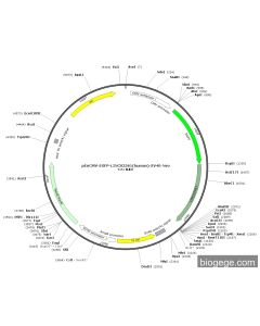 pEnCMV-EGFP-LINC02561(human)-SV40-Neo