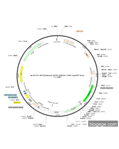 pLV3-H1-MCC(human)-3UTR-shRNA1-CMV-copGFP-Puro