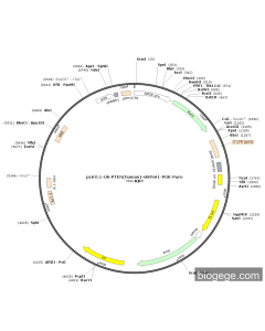 pLKO.1-U6-PTEN(human)-shRNA1-PGK-Puro