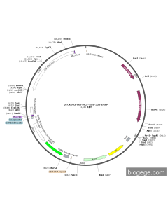 pTCK303-UBi-MCS-NOS-35S-EGFP