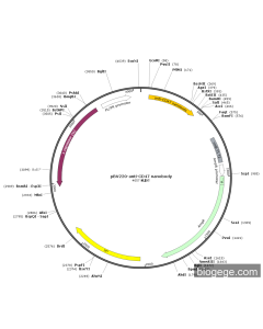 pBV220-anti-CD47 nanobody
