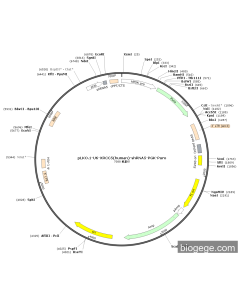 pLKO.1-U6-XRCC5(human)-shRNA5-PGK-Puro