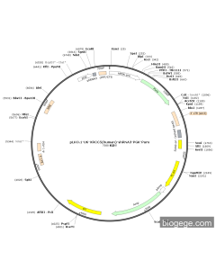 pLKO.1-U6-XRCC5(human)-shRNA3-PGK-Puro