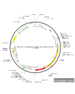 pCDH-CMV-2×(AQP4(human)-S180D-8×His)-mCherry-EF1a-Puro
