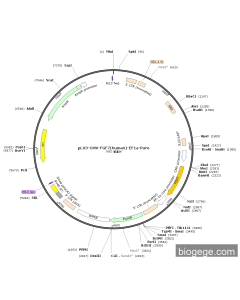 pLV3-CMV-FGF7(human)-EF1a-Puro