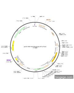 pLV3-CMV-FGF10(human)-EF1a-Puro