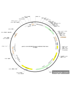 pLKO.1-U6-IGF2BP2(human)-shRNA2-PGK-Puro