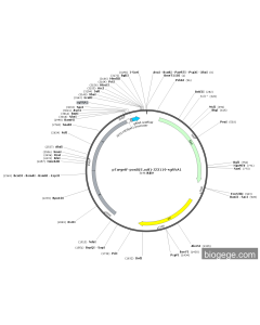 pTargetF-poxB(E.coli)-J23119-sgRNA1
