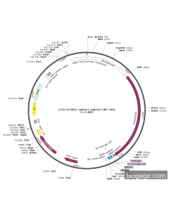 pTX179-BRI1-sgRNA1-sgRNA2-UBI-Cas9