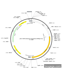 pGL3-G6PC1(human)-Promoter(1289bp)-Fluc