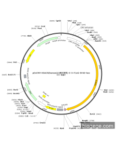 pEnCMV-HDAC9(human)(1synonymous mutations)-5-3×FLAG-SV40-Neo