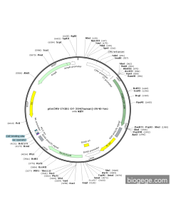 pEnCMV-ITGB1-DT-204(human)-SV40-Neo
