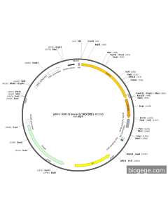 pBiFC-SIRT5(mouse)(2synonymous mutations)-VC155