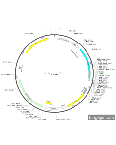 pAmCyan1-C1-2×Linker