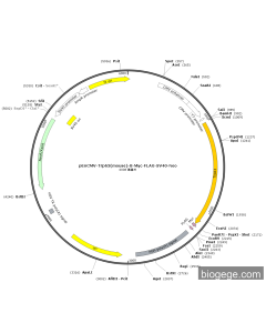 pEnCMV-Trp63(mouse)-8-Myc-FLAG-SV40-Neo