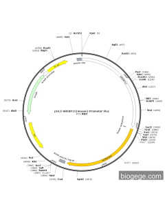 pGL3-SREBP1C(mouse)-Promoter-Fluc