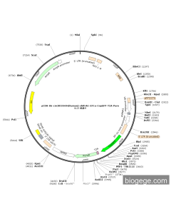 pCDH-U6-circ0018484(human)-shRNA1-EF1a-CopGFP-T2A-Puro