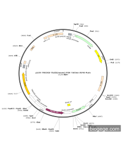 pLVX-TRE3GS-Tlcd2(mouse)-PGK-TetOne-SV40-Puro