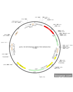 pLKO.1-U6-AKT2(human)-shRNA1-PGK-mCherry-Puro