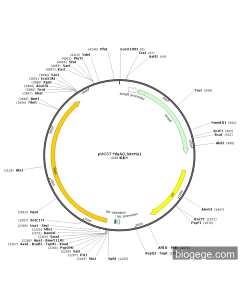 pUC57-hlyA(Listeria)