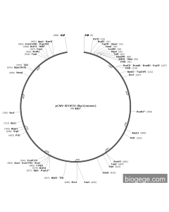 pCMV-SPORT6-Skp1(mouse)