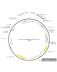 pLKO.1-U6-VAMP8(human)-shRNA1-PGK-Neo