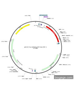 pUC19-Tac-mCherry-FRT-Kan-FRT-1
