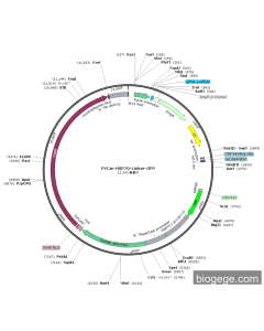 PYCm-HSP70-Linker-GFP