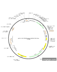 pLKO.1-U6-NTRK2(human)-shRNA3-PGK-Puro