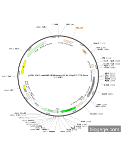 pCDH-CMV-circ0018484(human)-EF1a-CopGFP-T2A-Puro